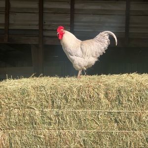 Meet your Posher, Cheyenne